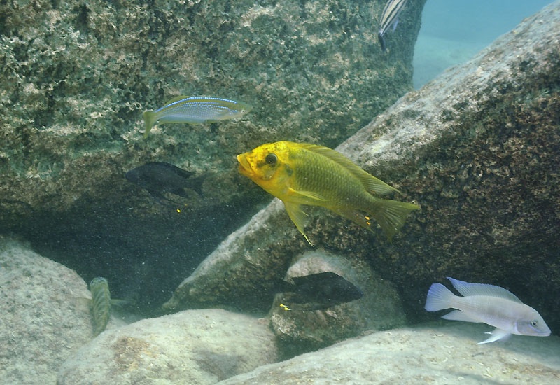 Petrochromis ephippium 'Cape Mpimbwe'